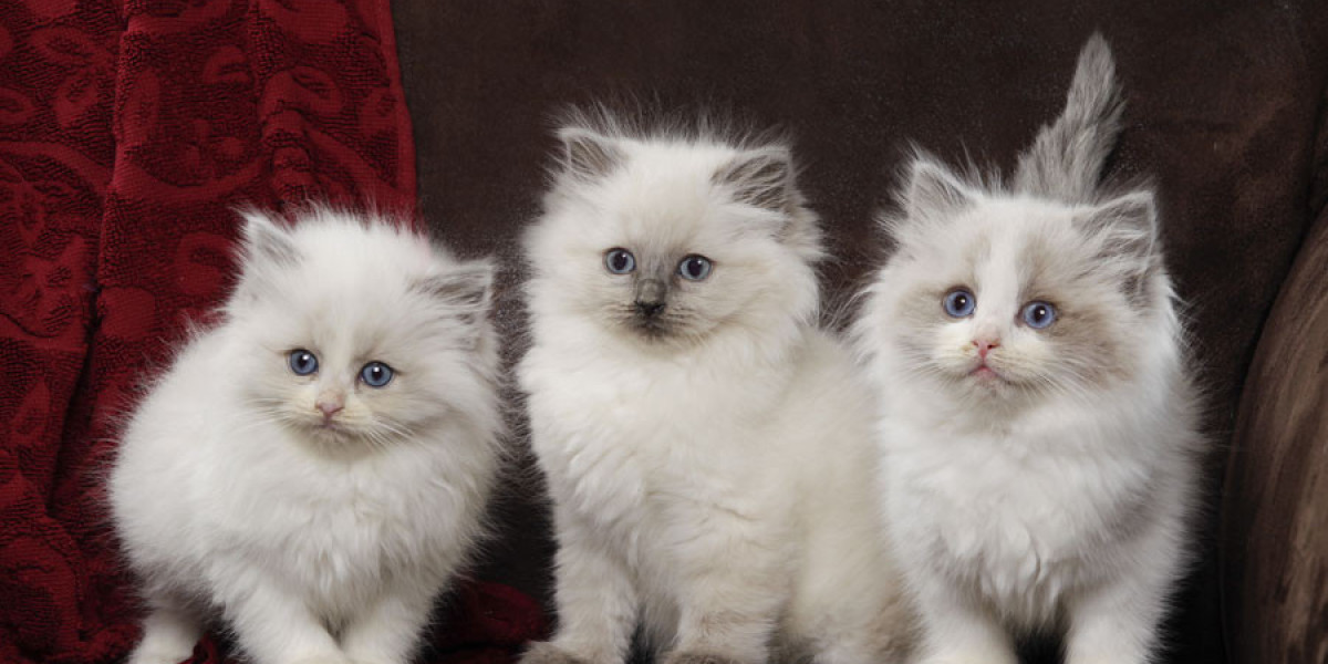 Find Your Perfect Kitten – Ragdoll & Siberian Breeds Available
