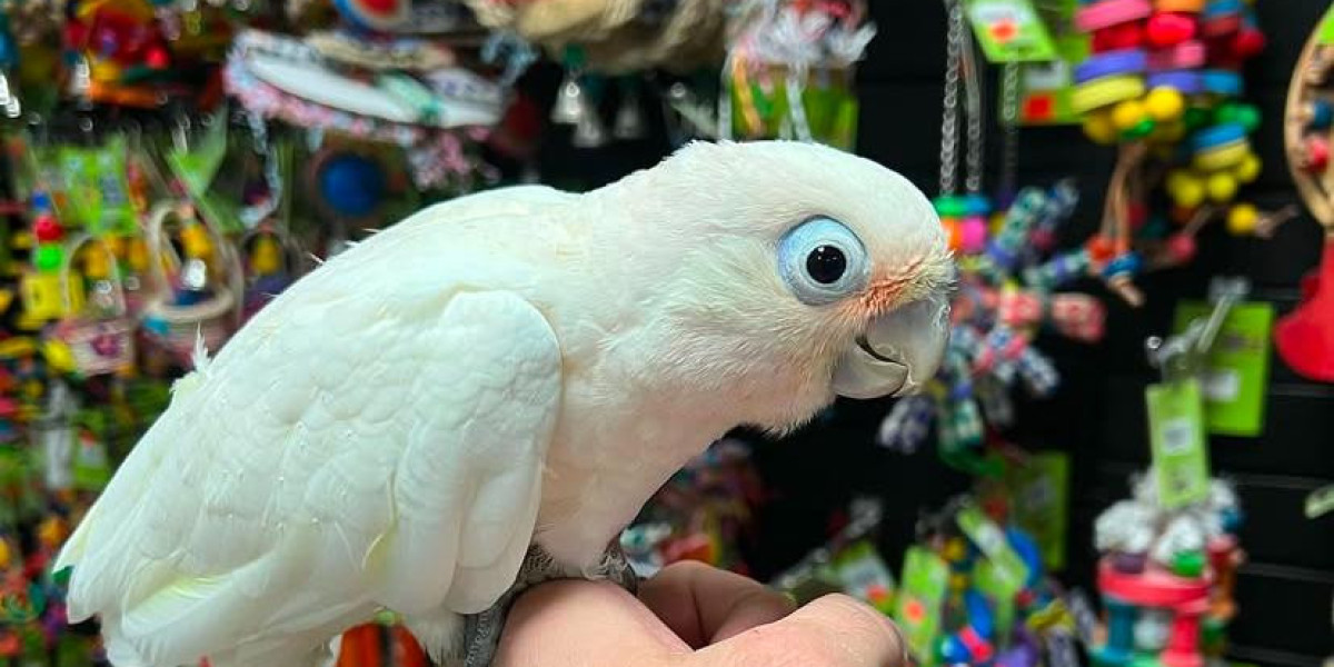 Cockatoo Parrots – Smart, Social & Ready for a New Home
