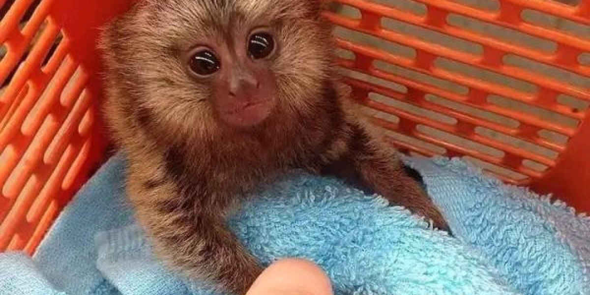 Marmoset Monkeys: Small Primates with Unique Needs