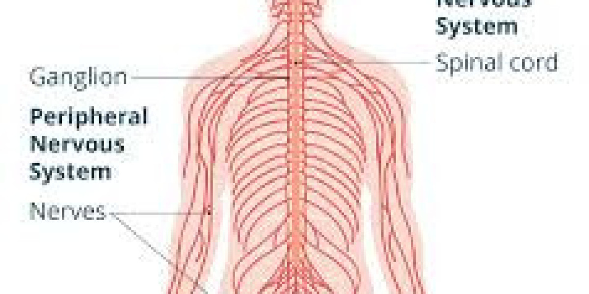 How to Support Central Nervous System Health