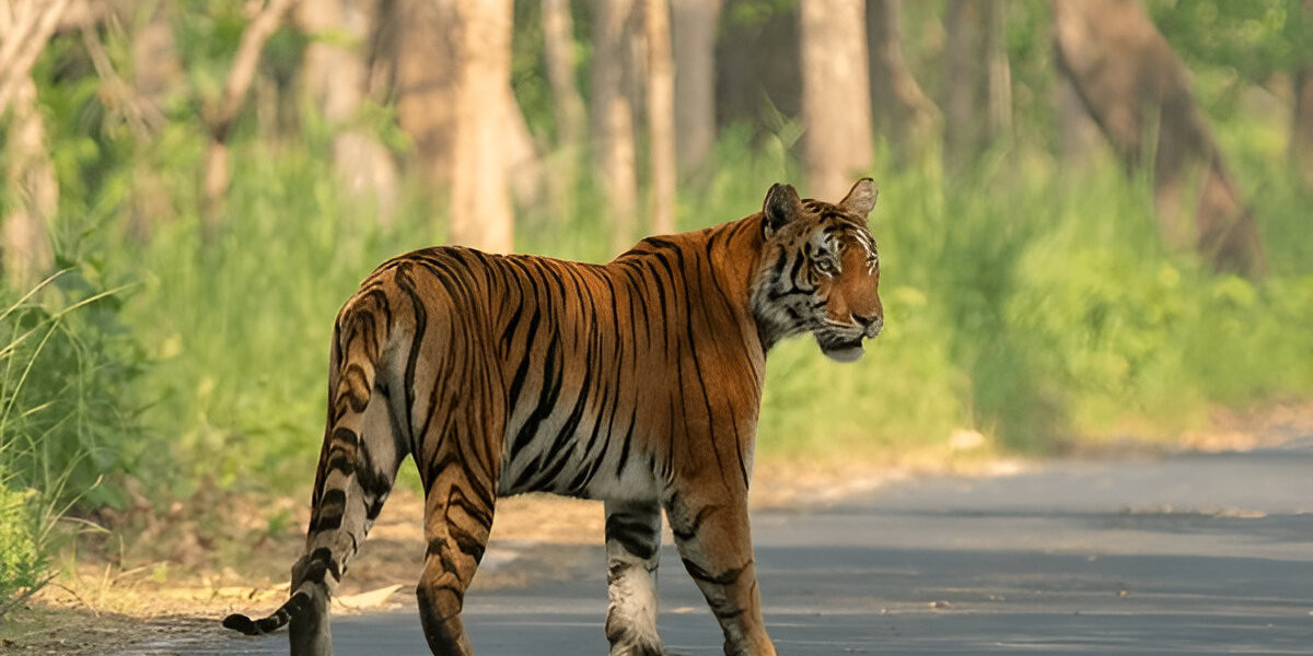 Sundarbans Wildlife Sanctuary: A Rich Ecosystem of Mangroves and Wildlife