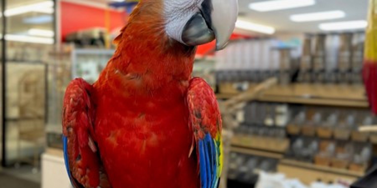 Explore the Beauty and Intelligence of Blue and Gold Macaws