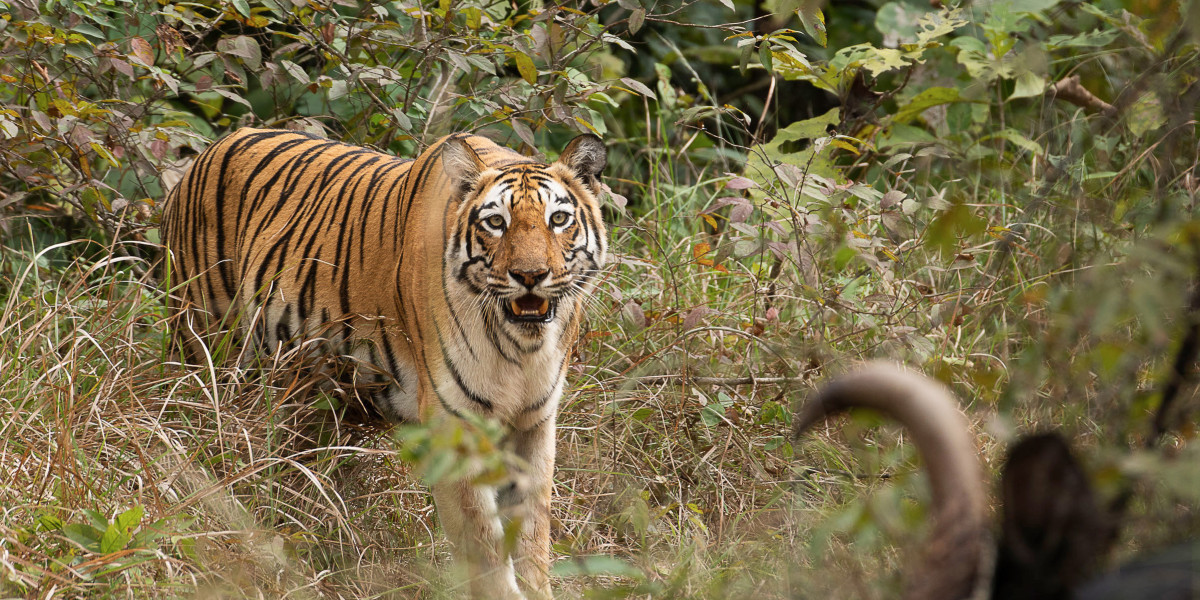 Tiger Reserves and Wildlife Safaris in Maharashtra
