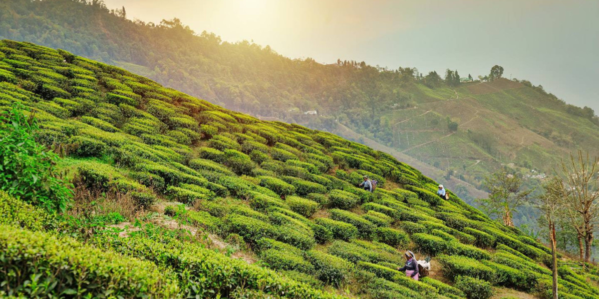 Darjeeling Honeymoon & Family Tour Packages from Delhi