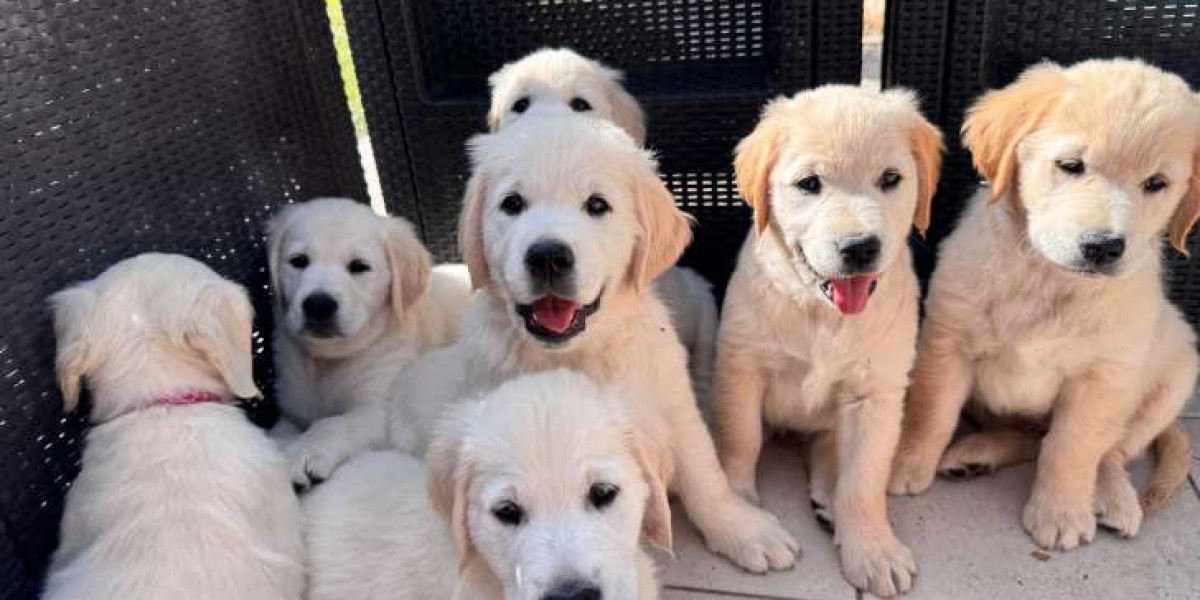 Find Golden Retriever Puppies for Sale and Adoption with Worldwide Delivery