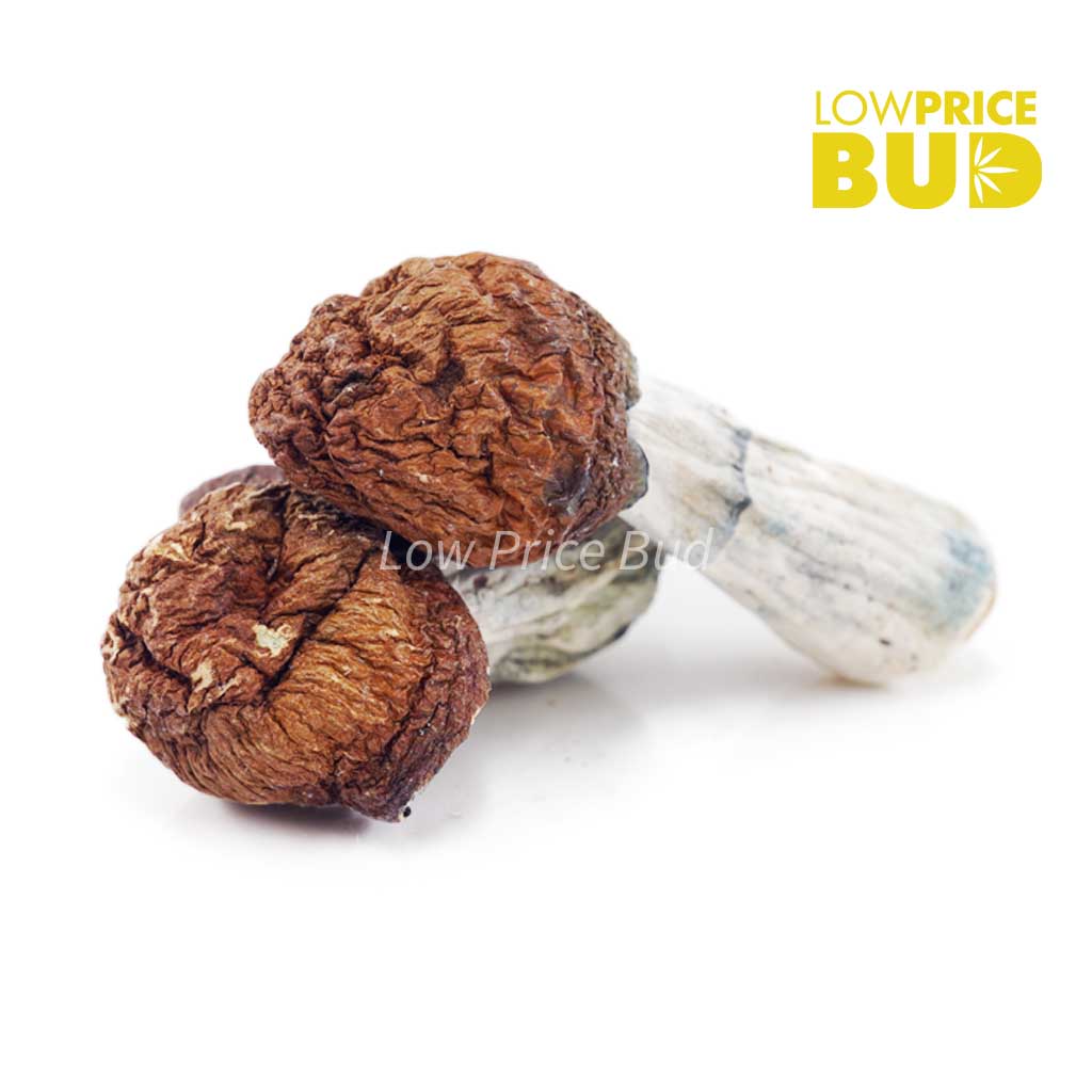 Mushrooms - Penis Envy #6 - Low Price Bud