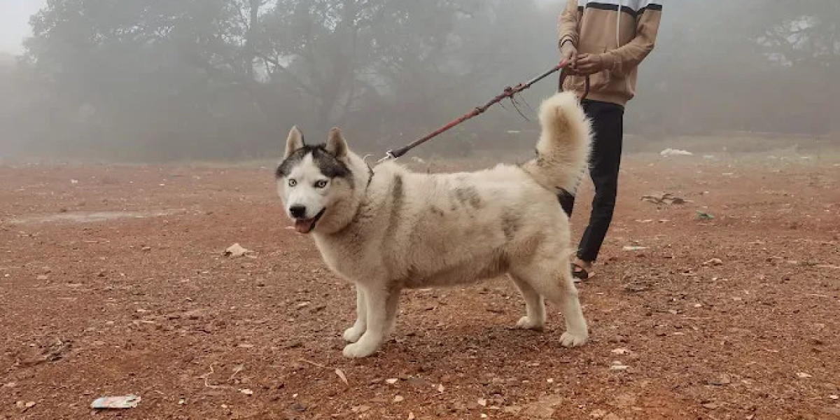 Top Pet-Friendly Resort in Mahabaleshwar for a Pawsome Stay