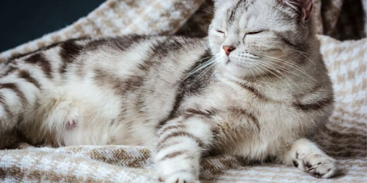 Why Is My Cat Drooling? Understanding This Mysterious Behavior