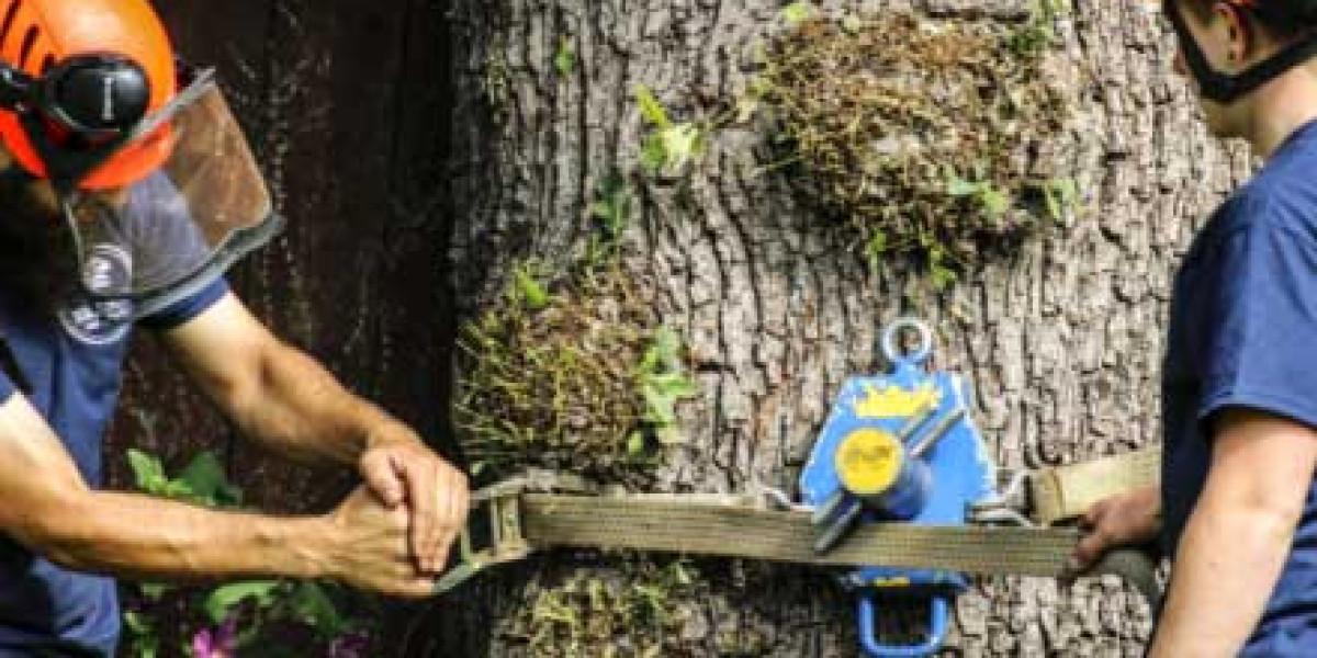 Reliable Hull Tree Surgeon Services for Every Garden