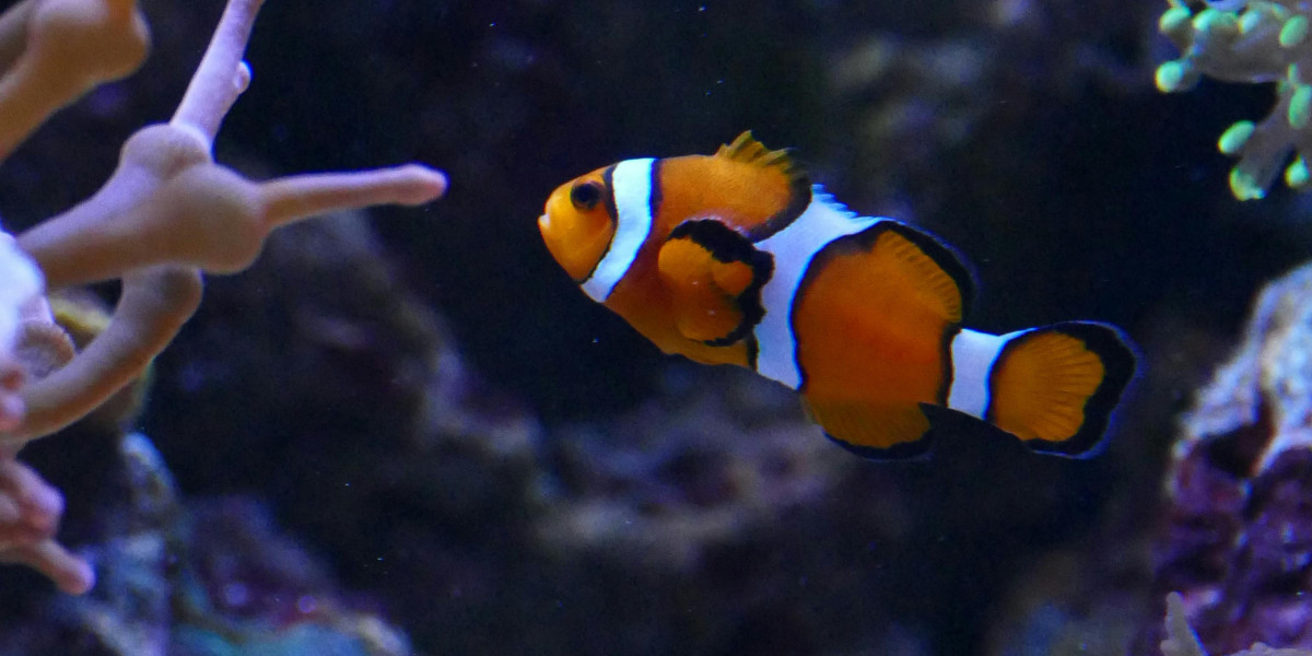 What to See When Scuba Diving in Sri Lanka