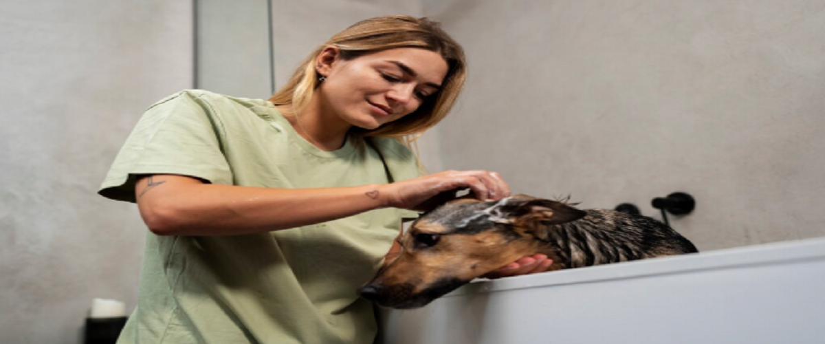 How Pet Grooming Services Can Improve Your Pet’s Health & Hygiene?