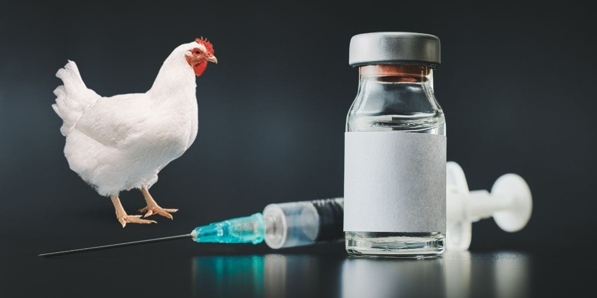 Global Poultry Vaccine Market Outlook: Size, Trends, and Strategic Insights