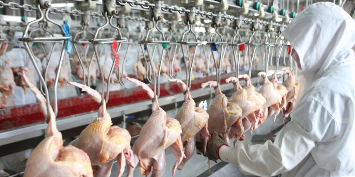 AI-Integrated Egg Grading Fuels Innovation in Poultry Keeping Machinery Market